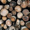 Skład drewna – jak wykorzystać jego zasoby?