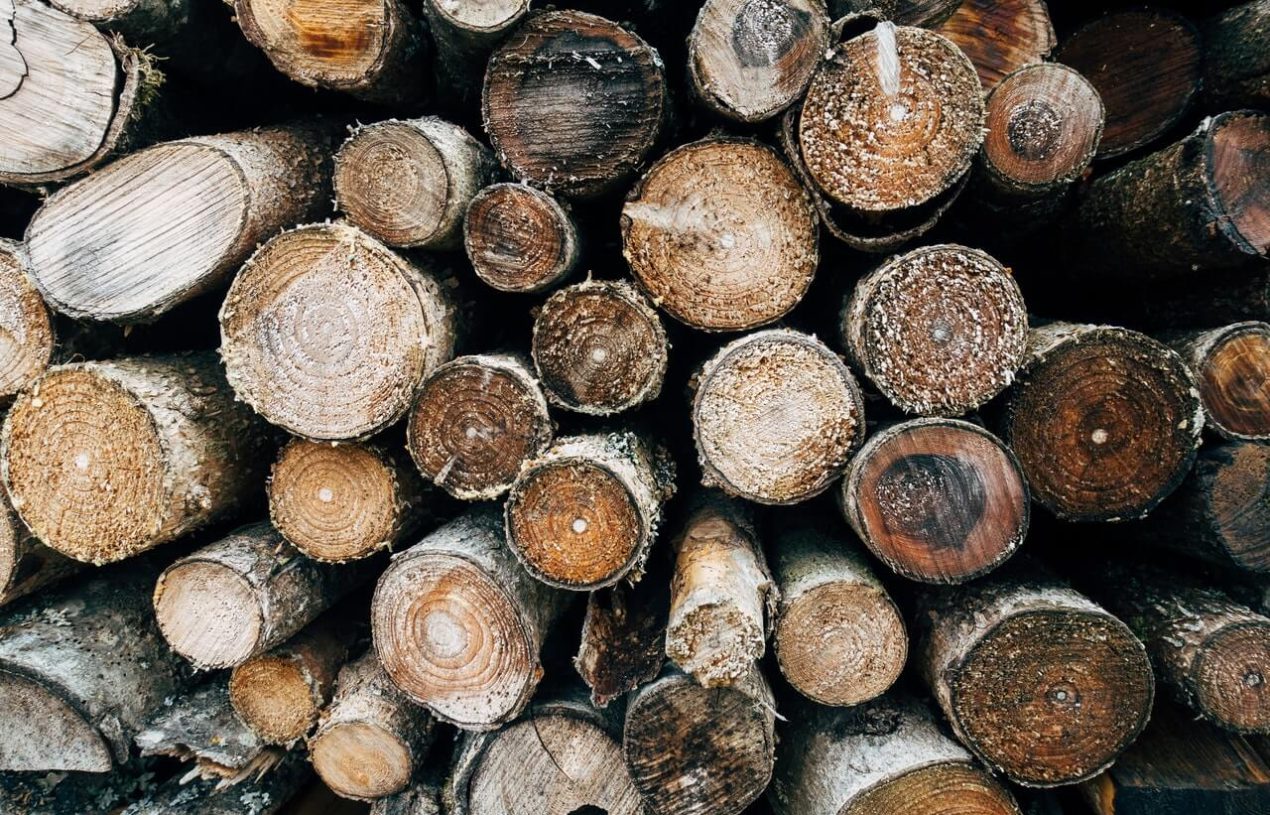 Skład drewna – jak wykorzystać jego zasoby?